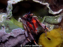 Calcinus tubularis by Cumhur Gedikoglu 
